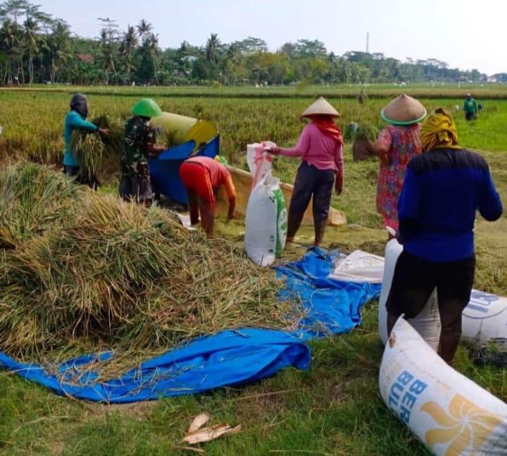 Puncak El Nino Diperkirakan Terjadi Agustus 2023, 602 Hektar Lahan Pertanian Rawan Kekeringan