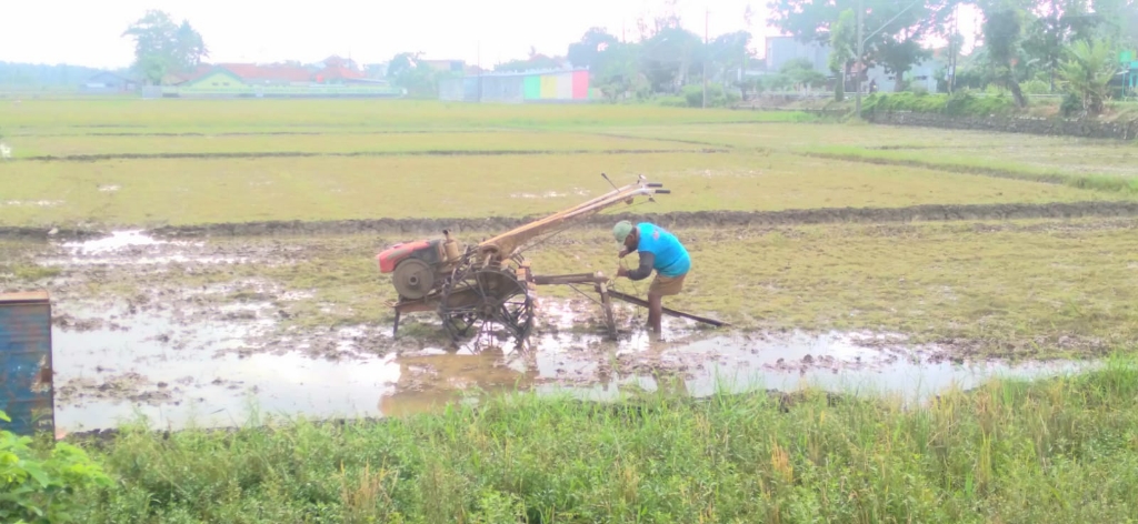 Pupuk Bersubsidi Masih Menjadi Kendala Petani Cilacap