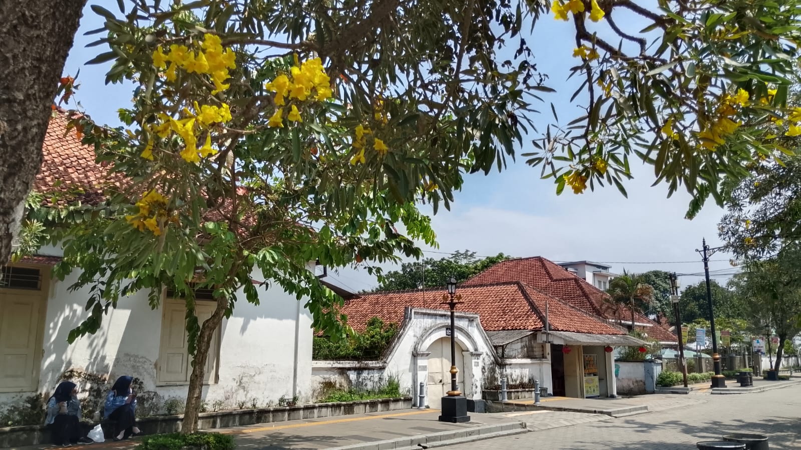 Tabebuya Mekar Percantik Kota Lama Banyumas, Jadi Daya Tarik Wisata