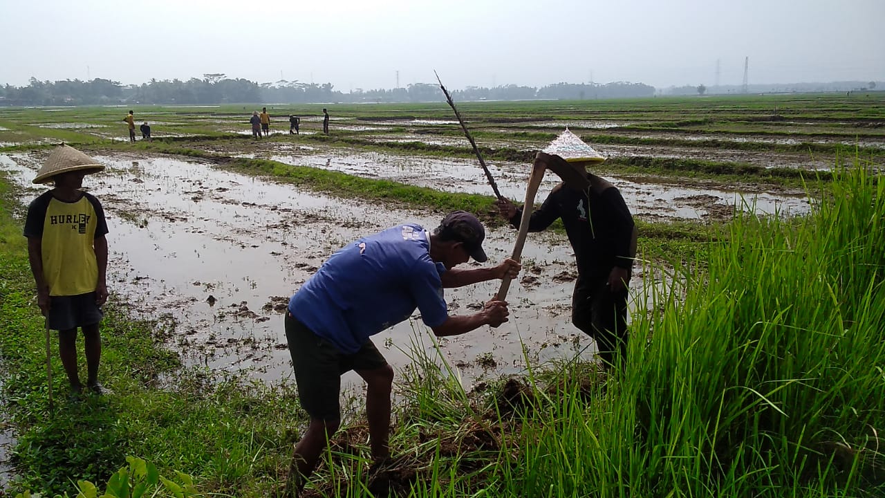 Prihatin Produktivitas Panen Padi Turun, Petani Kelurahan Sumpiuh Gropyokan Swadaya Tanpa Imbalan