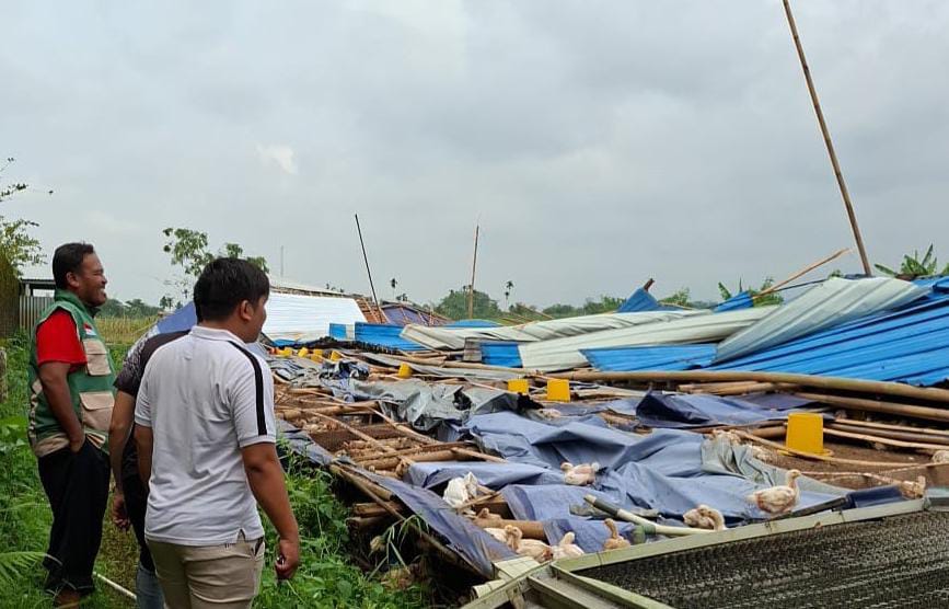 Kerugian Bencana Angin Kencang di Padamara Capai Rp 2,96 Miliar, 30.900 Ayam Mati dan 48,8 Ton Telur Pecah