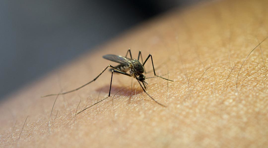 Memahami Gejala Malaria, Begini Agar Tidak Terlambat!