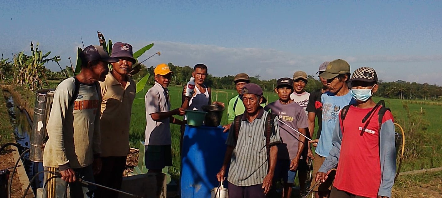 Populasi Turun, Petani Harus Tetap Waspada Wereng 