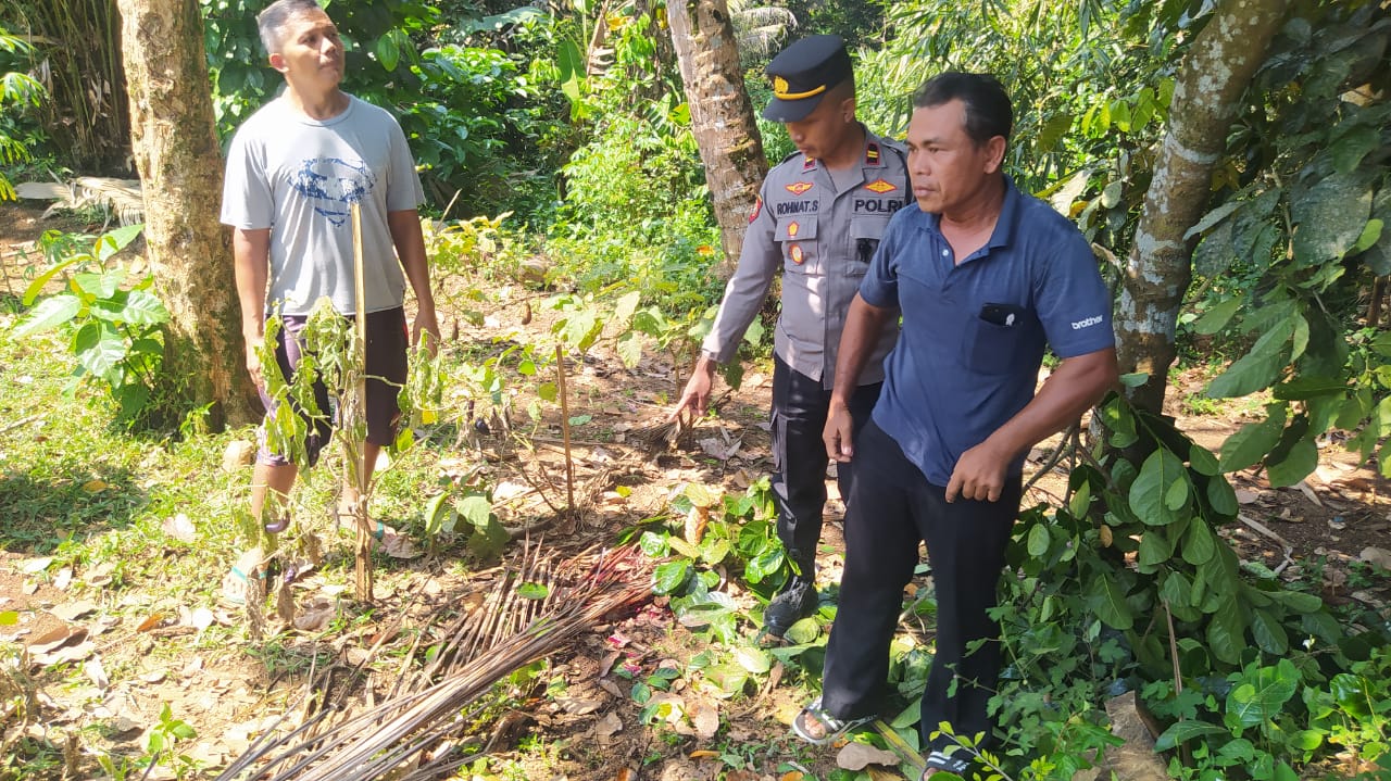 Sempat Lima Kali Terjatuh, Penderes Nira Meninggal Jatuh Setelah dari Pohon Kelapa di Bukateja