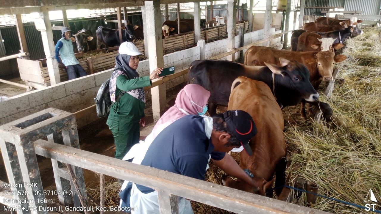 Realisasi Vaksinasi PMK di Purbalingga Capai 8.736 Dosis