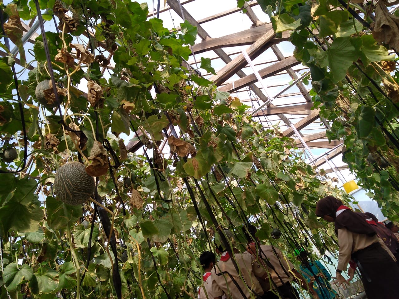 Simak Keunggulan Budidaya Melon Hidroponik di Green House