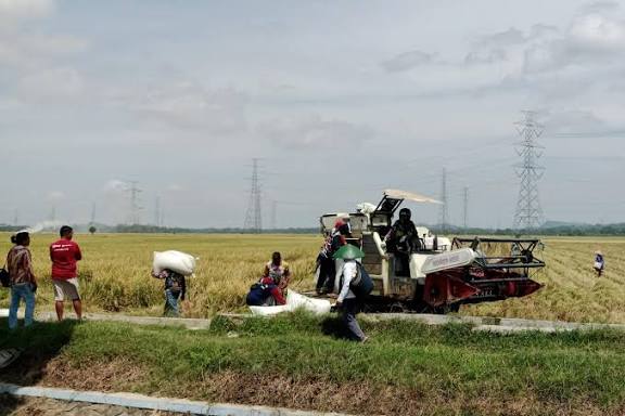 Kedungreja hingga Wanareja Jadi Lumbung Padi Cilacap