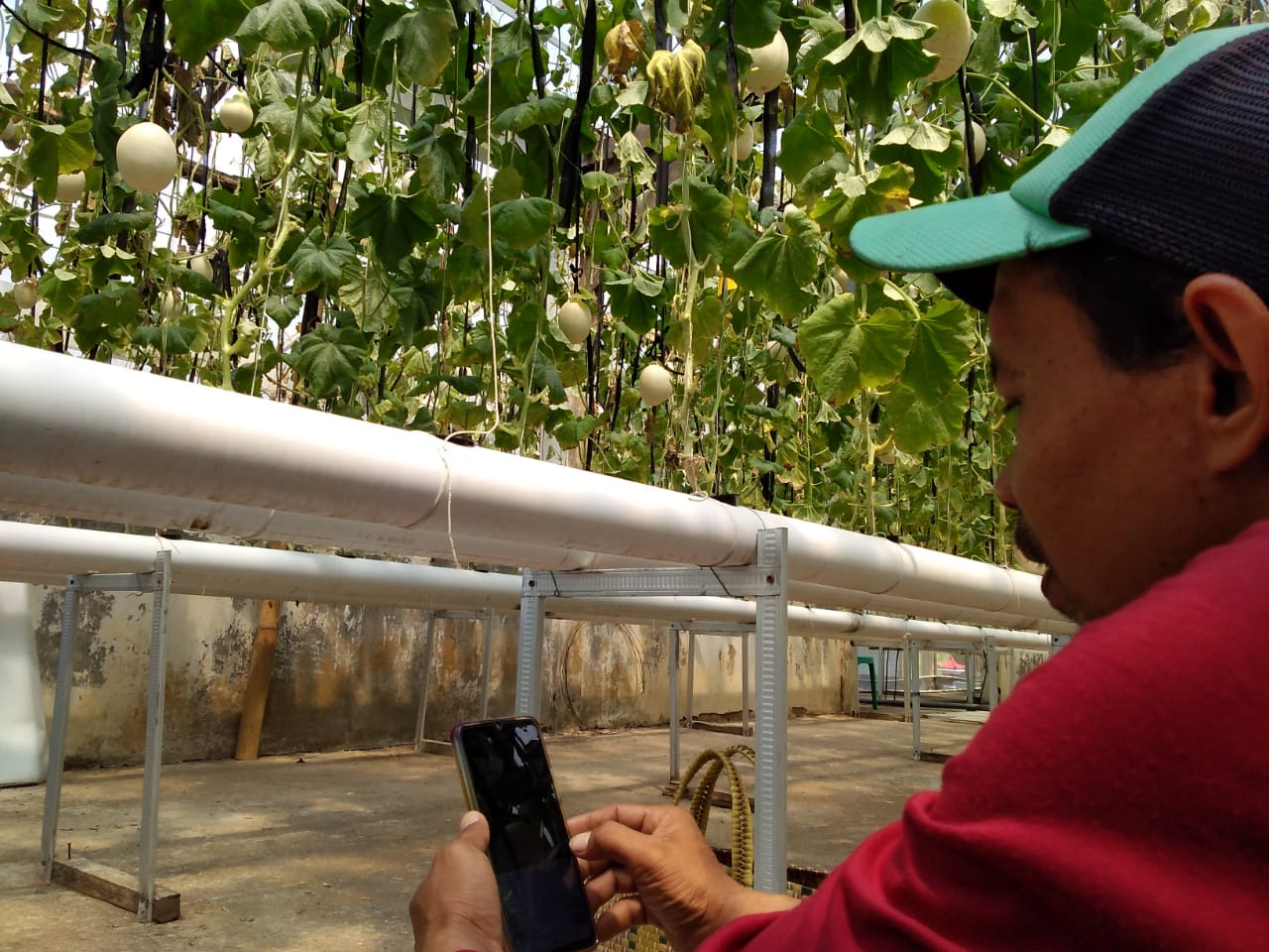 Panen di Wisata Petik Melon Nusadadi Tidak Serempak