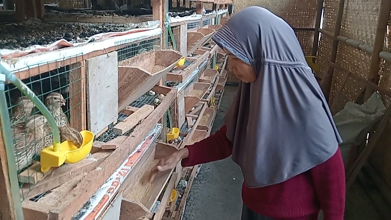 BUMDes Klampok Banjarnegara Ubah Limbah Jadi Cuan, Produksi Telur Puyuh Capai 24 Kilogram per Hari