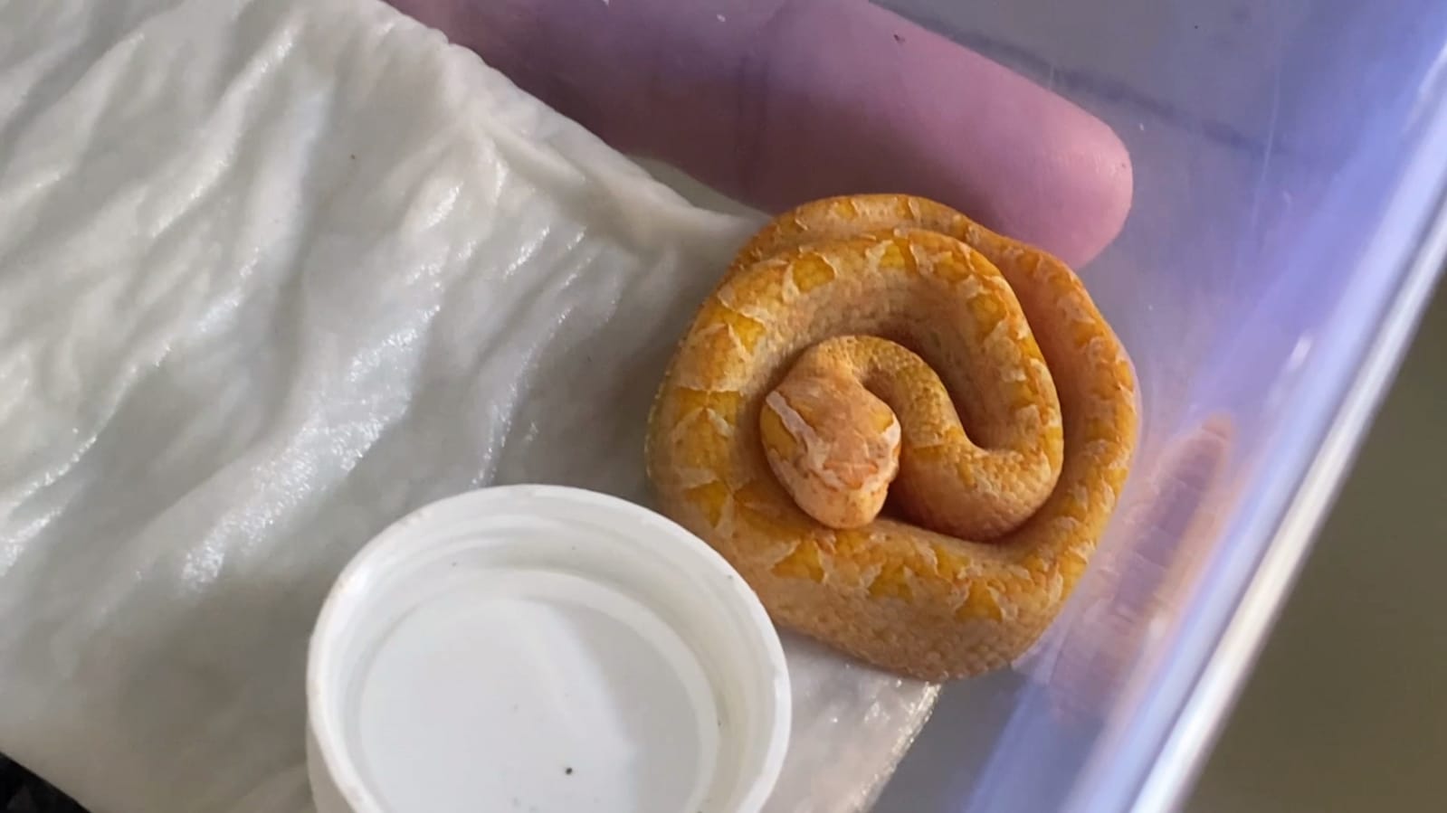 Budidaya Ular Ranjau Darat Albino Pertama di Dunia