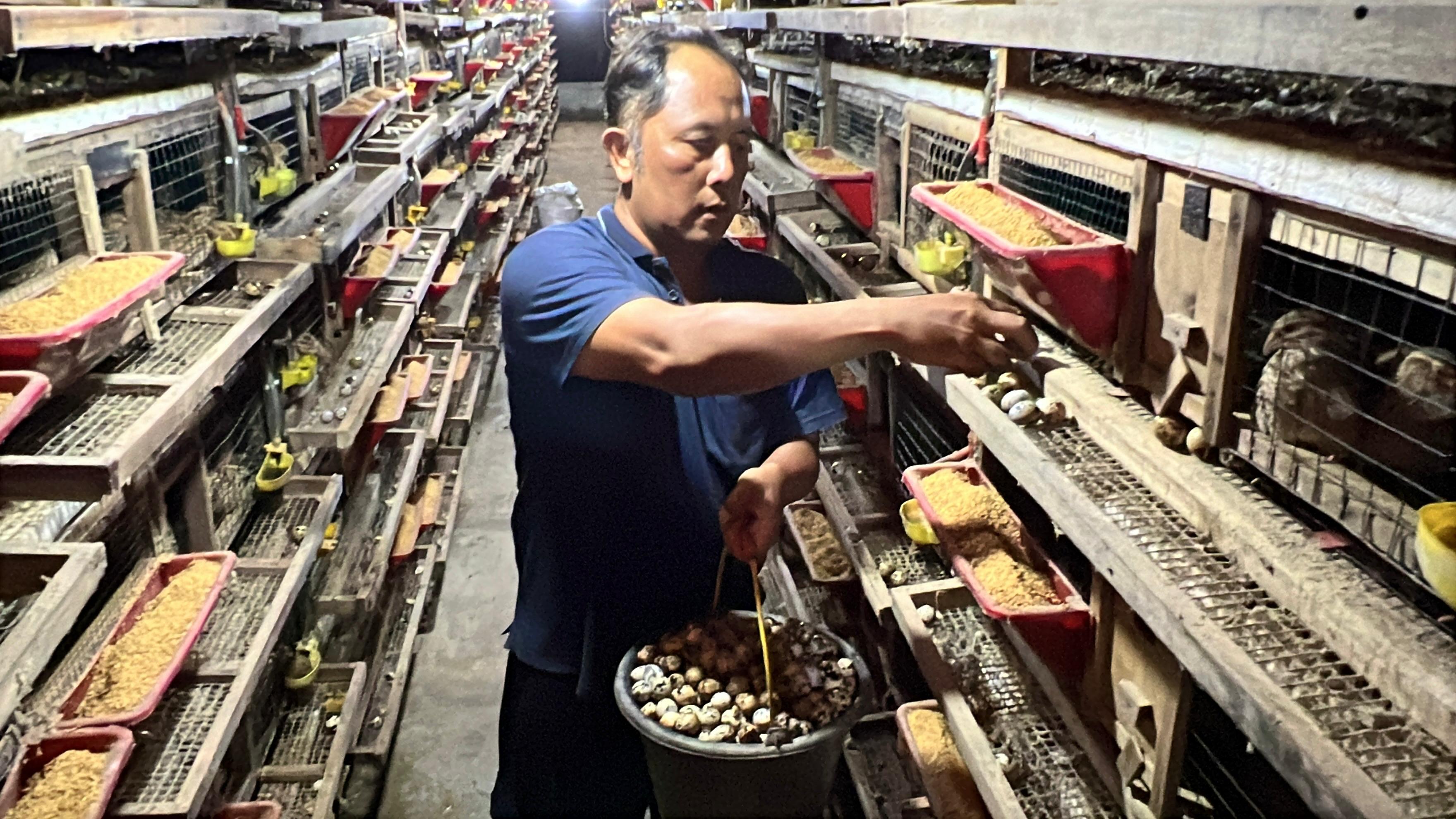 Dari Rental Mobil Hingga Peternakan Burung Puyuh