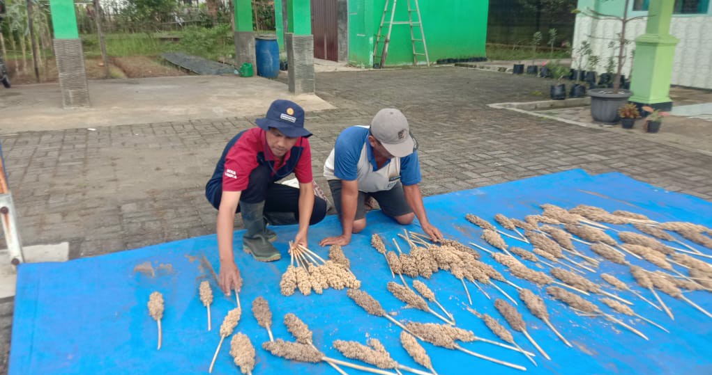 Demplot Sorgum Panen, Menarik Minat Petani Memnanam Sorgum