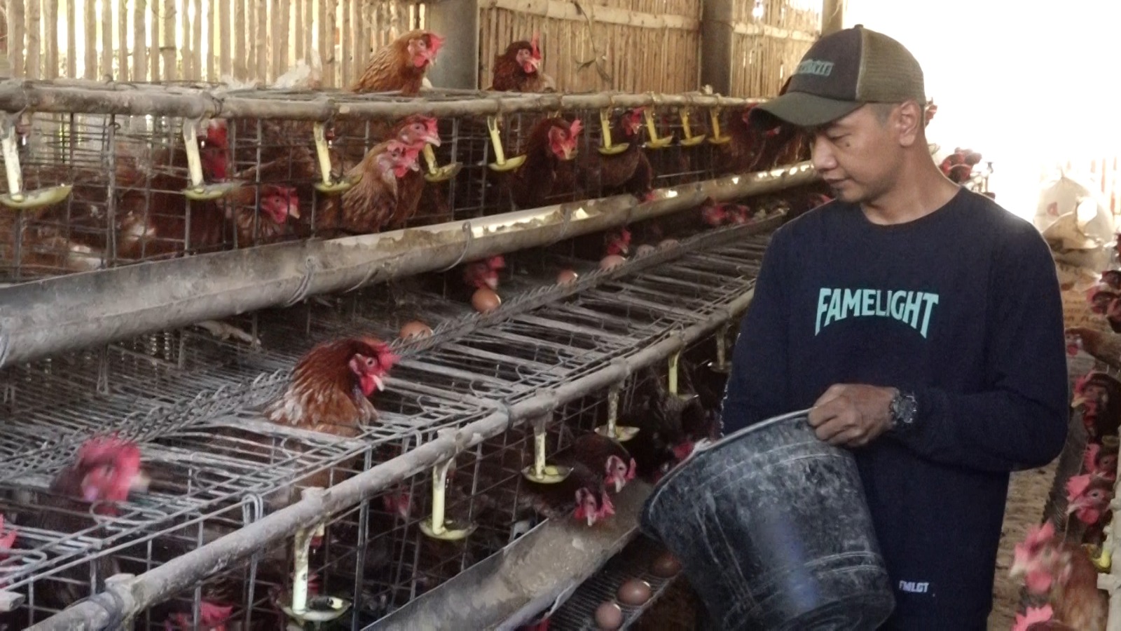 Libur MBG, Harga Telur di Kebumen Merosot