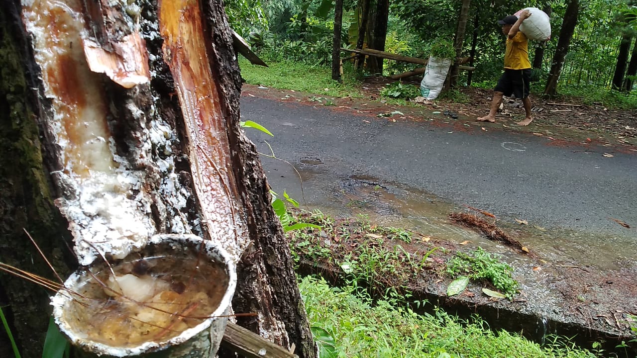 Hujan, Produktivitas Getah Pinus Berpotensi Turun