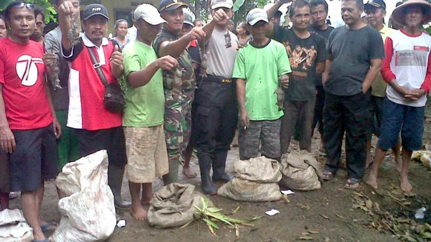 Wilayah Kebasen Diserbu Tikus, Warga Gelar Gropyokan