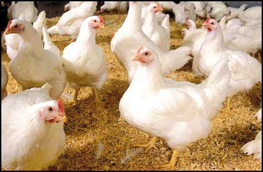 Kartel Ayam Atur Suplai dan Harga