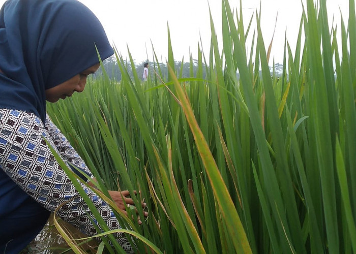  Serangan Penyakit Kresek, Petani Supaya Pengendalian