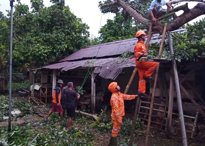 Cuaca Ekstrem Melanda Banyumas Sebabkan Pohon Tumbang di Kalibagor