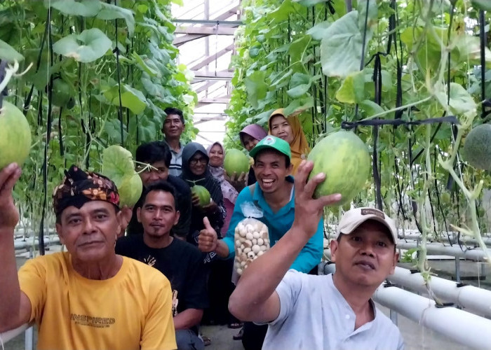 Melon Sultan di Desa Rawan Banjir Menginspirasi Pengunjung 