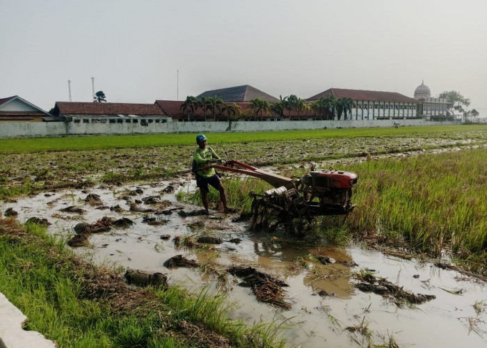19 Ribu Hektare Sawah di Cilacap Bersiap Tanam, Petani Mulai Olah Lahan