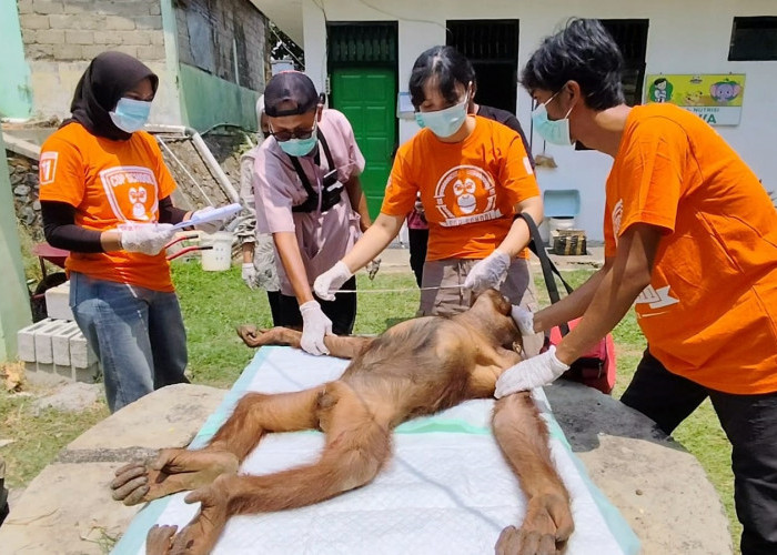 Dua Orangutan Serulingmas Periksa Kesehatan Sebelum Dipulangkan ke Habitatnya