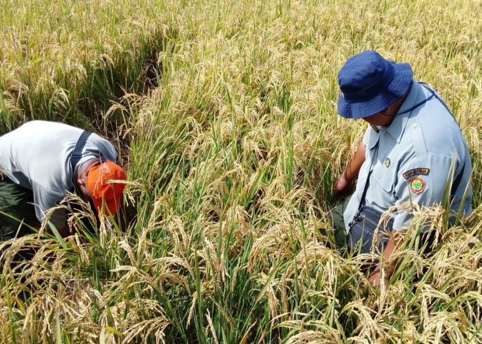 Struktur Tanah Sawah Bantat, Petani Diminta Perbaiki, BPP Sumpiuh Banyumas Soroti Produktivitas Lahan
