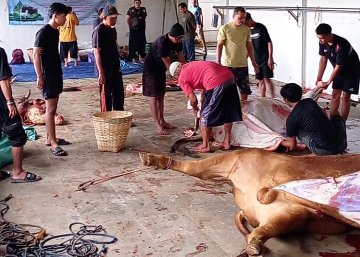 DPPP Purbalingga Temukan 11 Kasus Cacing Hati pada Hewan Kurban