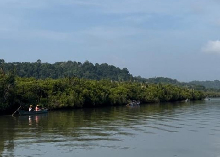 Cilacap Kuatkan Benteng Pesisir Lewat Rehabilitasi Mangrove 