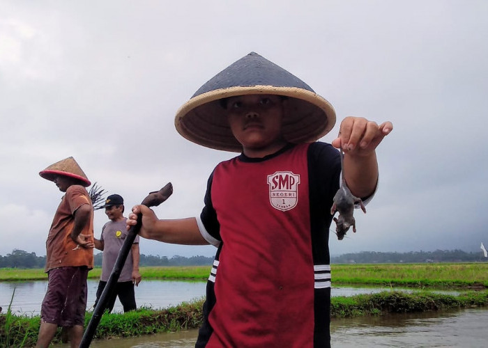 Pemerintah Desa Gumelar Kidul Kecamatan Tambak Alokasikan Rp 19 Juta untuk Pengendalian Hama