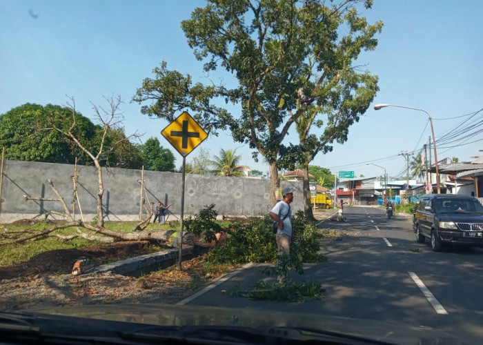 Selain Pemerintah, Tebang Pohon Tepi Jalan Kena Biaya, Ini Penjelasannya