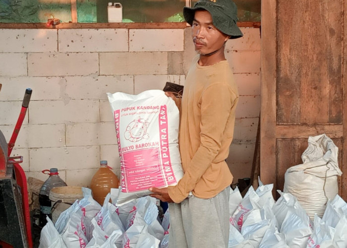 Petani Bulaksari Cilacap Produksi Pupuk Organik dari Limbah Ternak Sapi