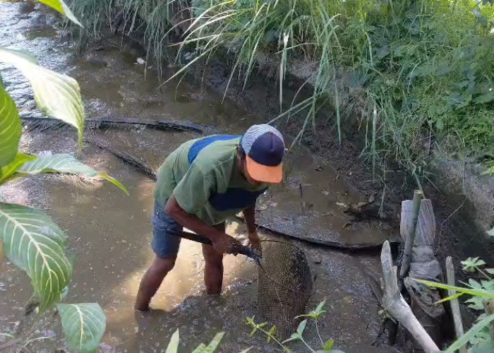 Dampak Tanggul Jebol Meluas Petani Ikan Terpaksa Panen Dini