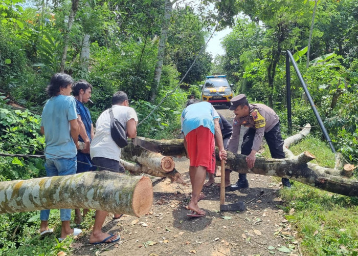 Pohon Tumbang Tutup Akses Jalan Dua Penghubung, Jaringan Listrik dan Internet Padam