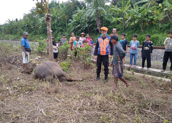 Enam KA Alami Keterlambatan Akibat Seekor Kerbau Tertemper KA Sawunggalih