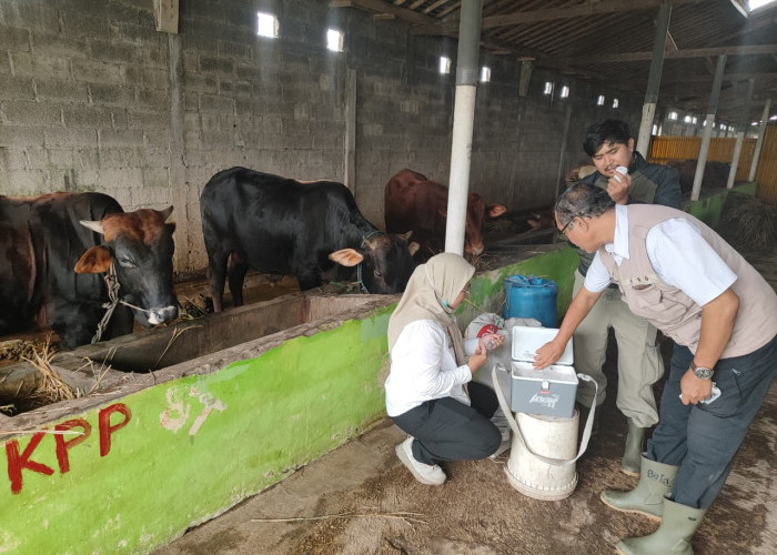 Jelang Idul Adha, 22 Sapi di Padamara Purbalingga Divaksin dan Diberi Obat Cacing Massal