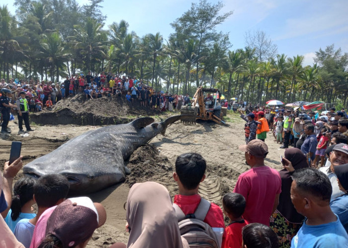 Hiu Tutul Berbobot 3 Ton Terdampar di Pantai Banjarsari Cilacap