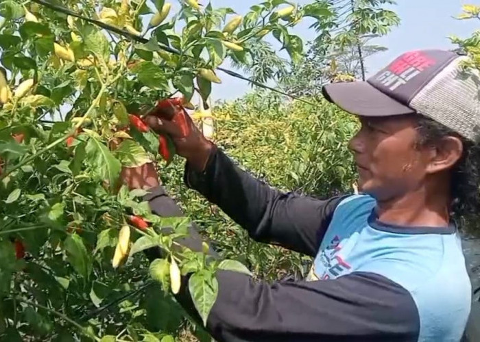 Momentum Emas, Petani Cabai Banjarnegara Panen Saat Harga Melambung
