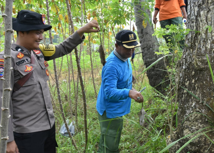 Petani Lumbir Banyumas Terapkan Semprot dan Belerang, Cara Mandiri Kendalikan Hama Tikus di Lahan