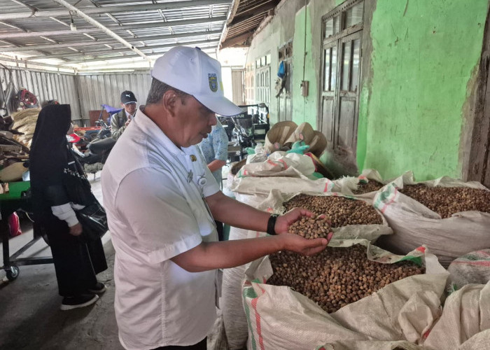 Produksi Kapulaga Purbalingga Capai 531,4 Ton Semester I, Pemkab Bidik Pasar Ekspor