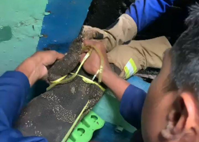 Biawak 3 Meter Masuk Rumah Warga, Damkar Majenang Turun Tangan