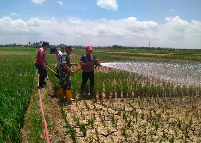 90 Hektare Sawah di Desa Grugu Terancam Gagal Panen, Ini upaya Pemkab Cilacap