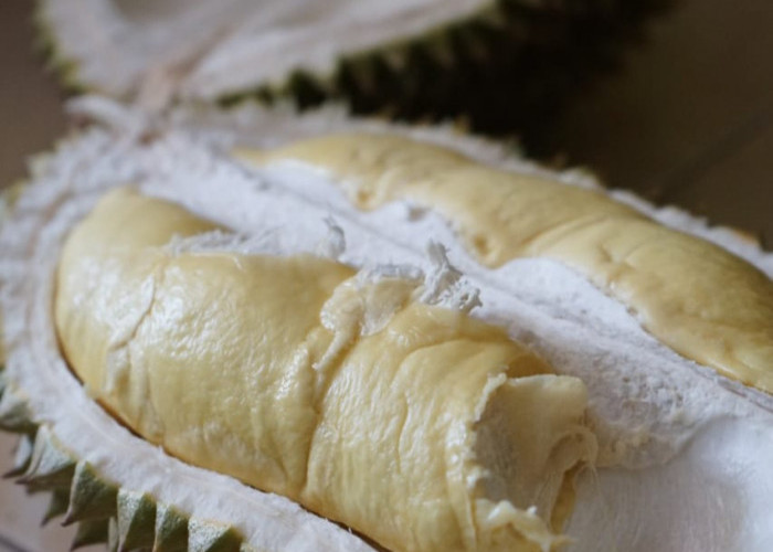 Yuk, Berburu Durian di Surganya Durian Pengadegan, Rasakan Sensasinya