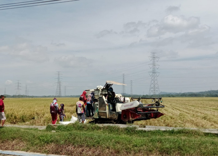 Petani Sawah Tadah Hujan di Cilacap Masih Tunggu Ketersediaan Air