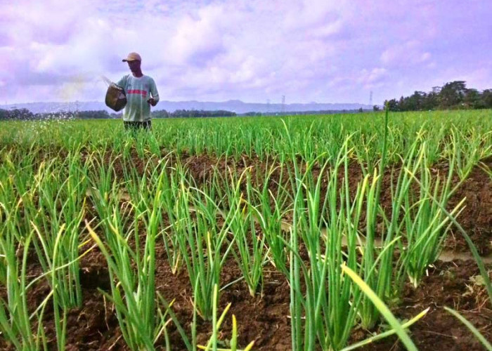 Asuransi Gagal Panen Bawang Merah Berdasarkan Data Produktivitas Provinsi di Indonesia
