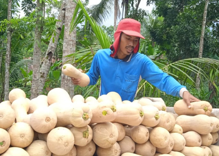  Meski Sulit Lolos Ekspor, Petani Peminat Labu Madu Meningkat di Banyumas