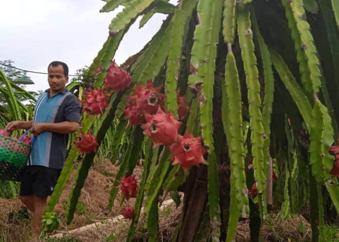 Sehari 100 Kg, Kebun Buah Naga Kewalahan Penuhi Permintaan Pasar