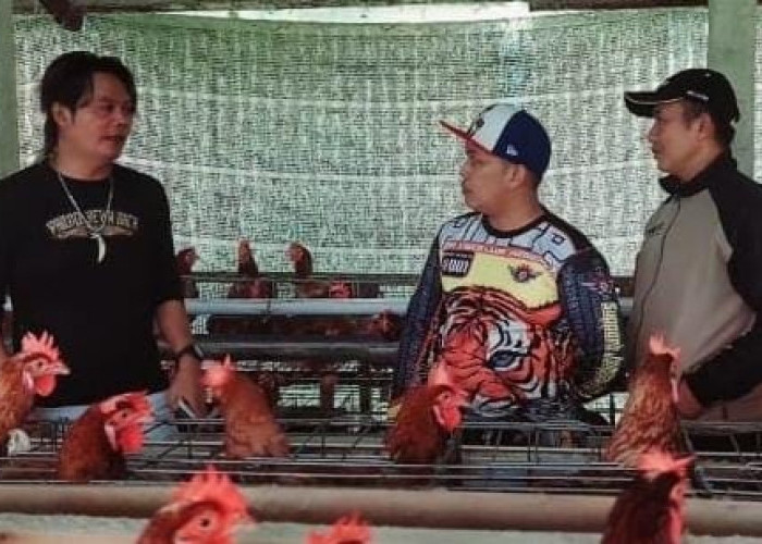 Desa Asinan Banjarnegara Sukses Kembangkan Ketahanan Pangan Lewat Ayam Petelur