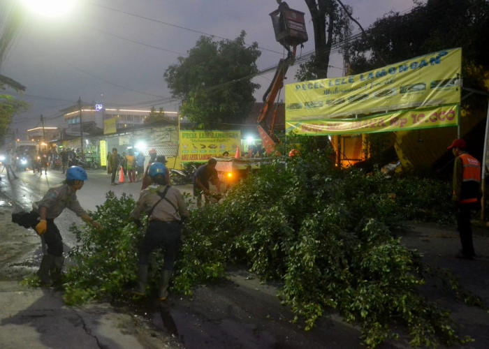 Hujan Disertai Angin di Kabupaten Banyumas, Pohon Tumbang di Sejumlah Wilayah