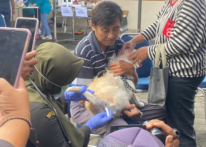 Baru 10 Persen Anjing di Cilacap Tervaksin Rabies, Dinas Pertanian Imbau Warga Segera Lakukan Vaksinasi