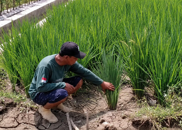 Bendungan Rusak Bertahun-tahun, Petani Banjarmangu Banjarnegara Krisis Air